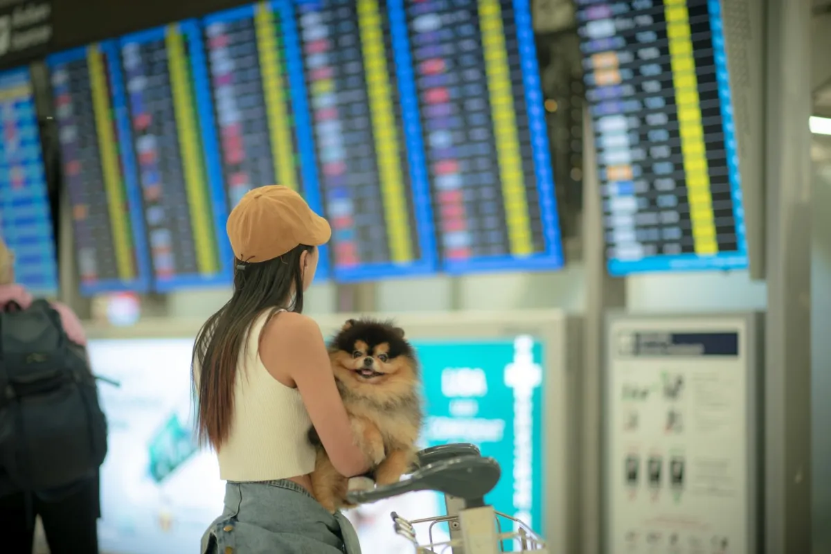 Which Airlines Allow Pets? Complete 2026 Guide