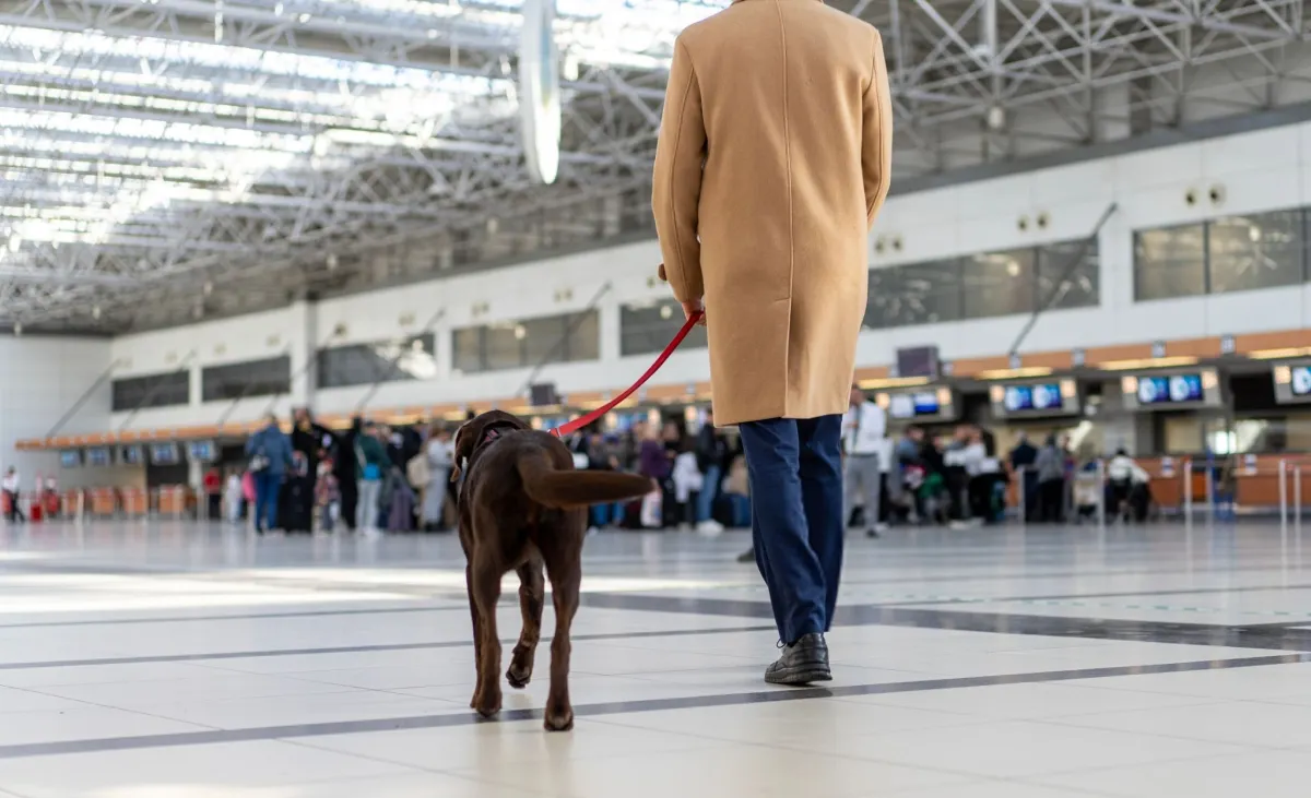 Which Airlines Allow Pets? Complete 2026 Guide