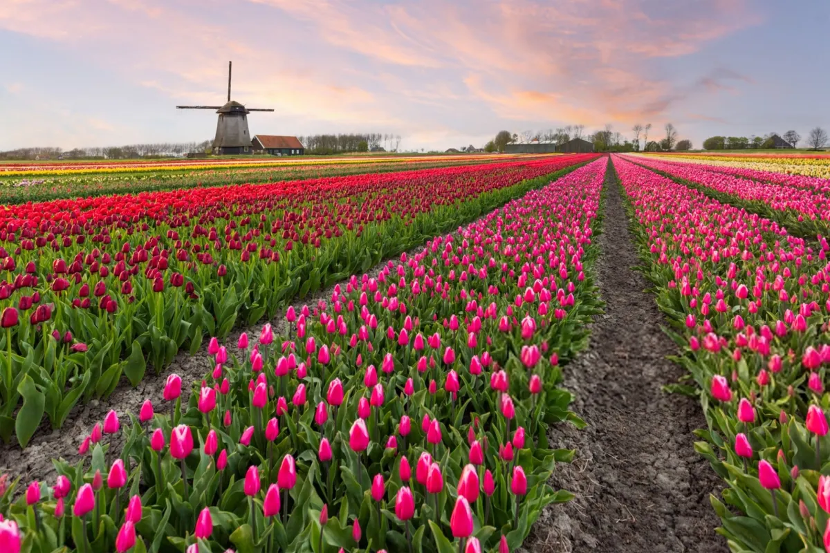 https://www.gettyimages.ae/detail/photo/tulip-blossom-keukenhof-gardens-netherland-royalty-free-image/485935343?phrase=flowers%20netherland&searchscope=image%2Cfilm