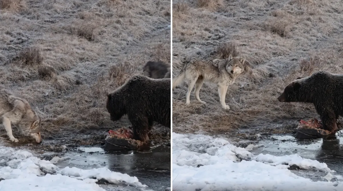 3 Hungry Wolf Turns Into a Begging Puppy for a Grizzly’s Meal
