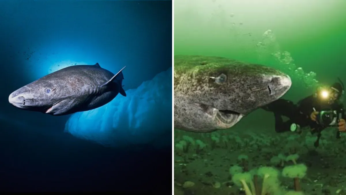 The Greenland Shark Can Live for More Than 400 Years