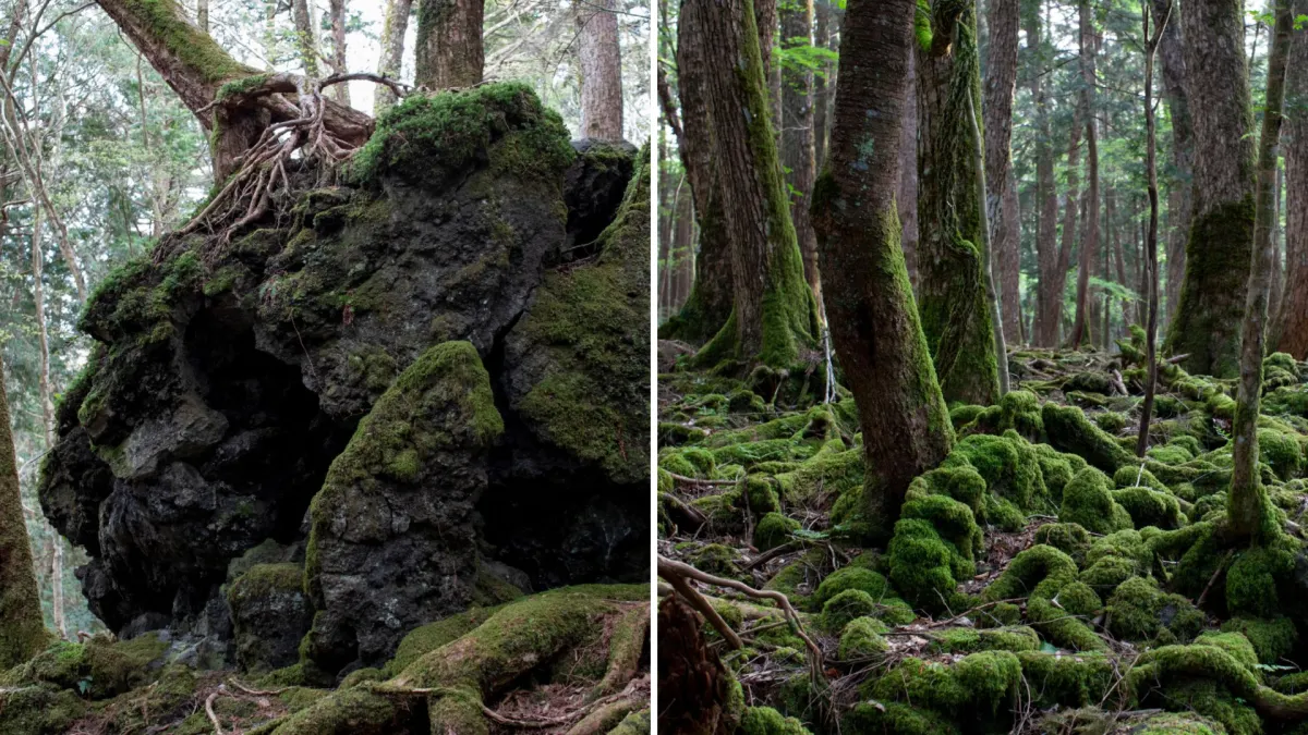 Japan's Aokigahara Forest Is Built on Ancient Lava From Mount Fuji