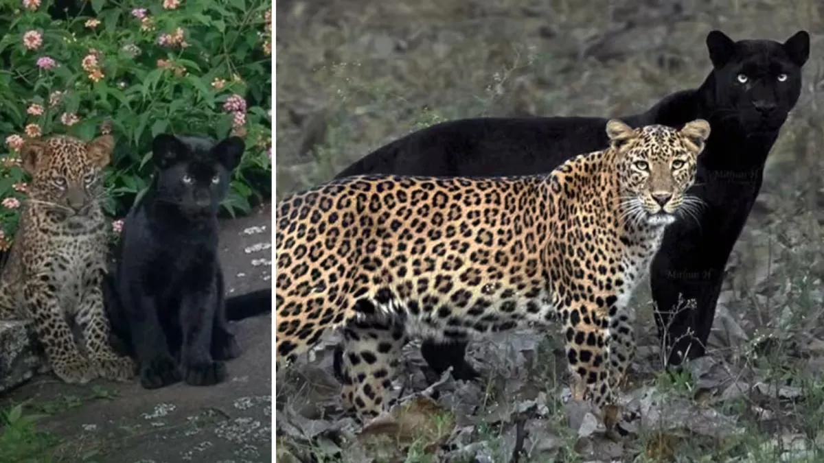 Rare Black and Spotted Leopard Siblings Captured Together in South India