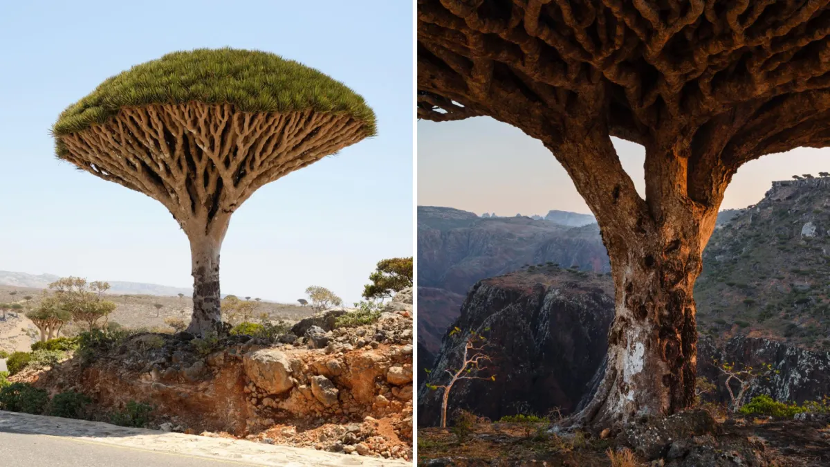 Socotra Island in Yemen Is Home to the Dragon Blood Tree Found Almost Nowhere Else on Earth