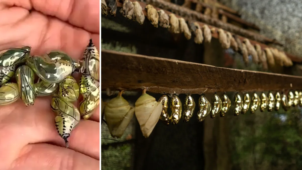 Butterflies Form The Amazon