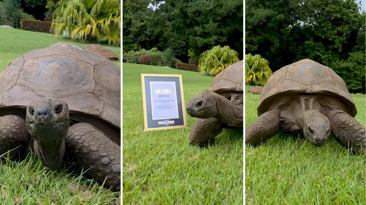Jonathan the giant tortoise has witnessed nearly two centuries of history.