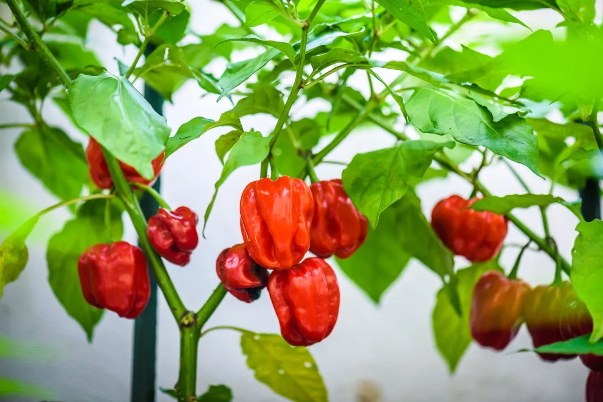 What Is Capsaicin?