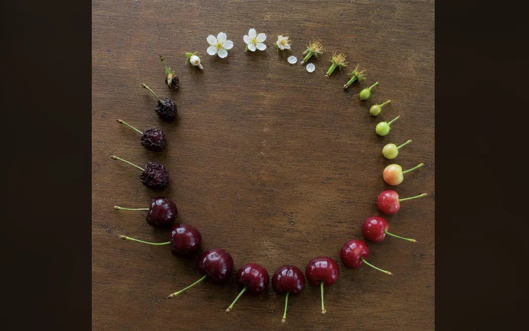 The life of a cherry