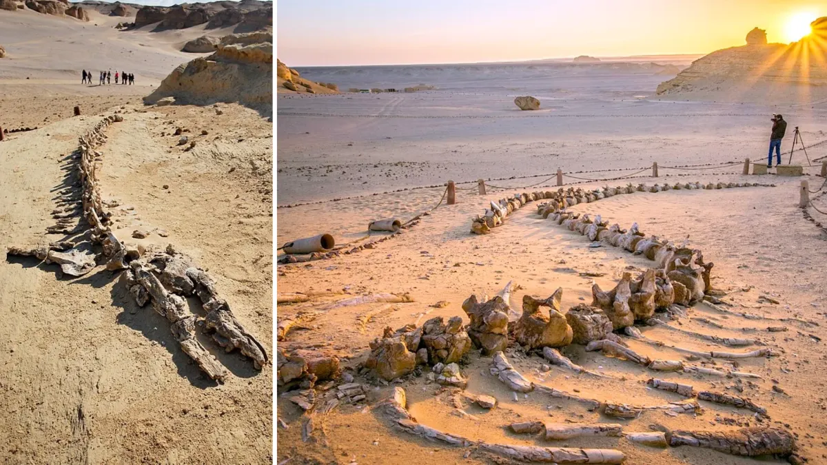 When Whales Still Walked on Land