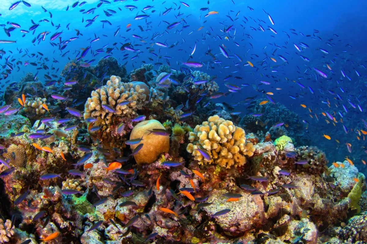 Great Barrier Reef, Australia