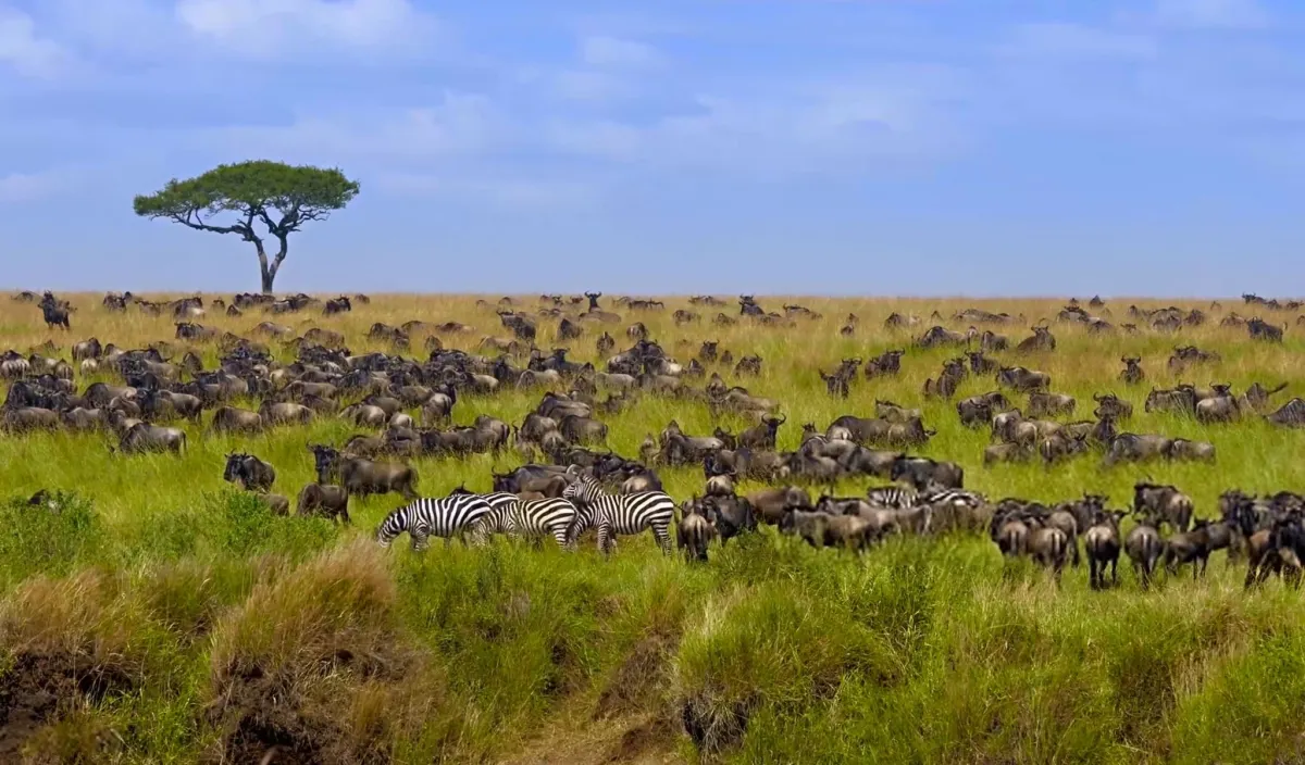  Serengeti Migration, Tanzania & Kenya