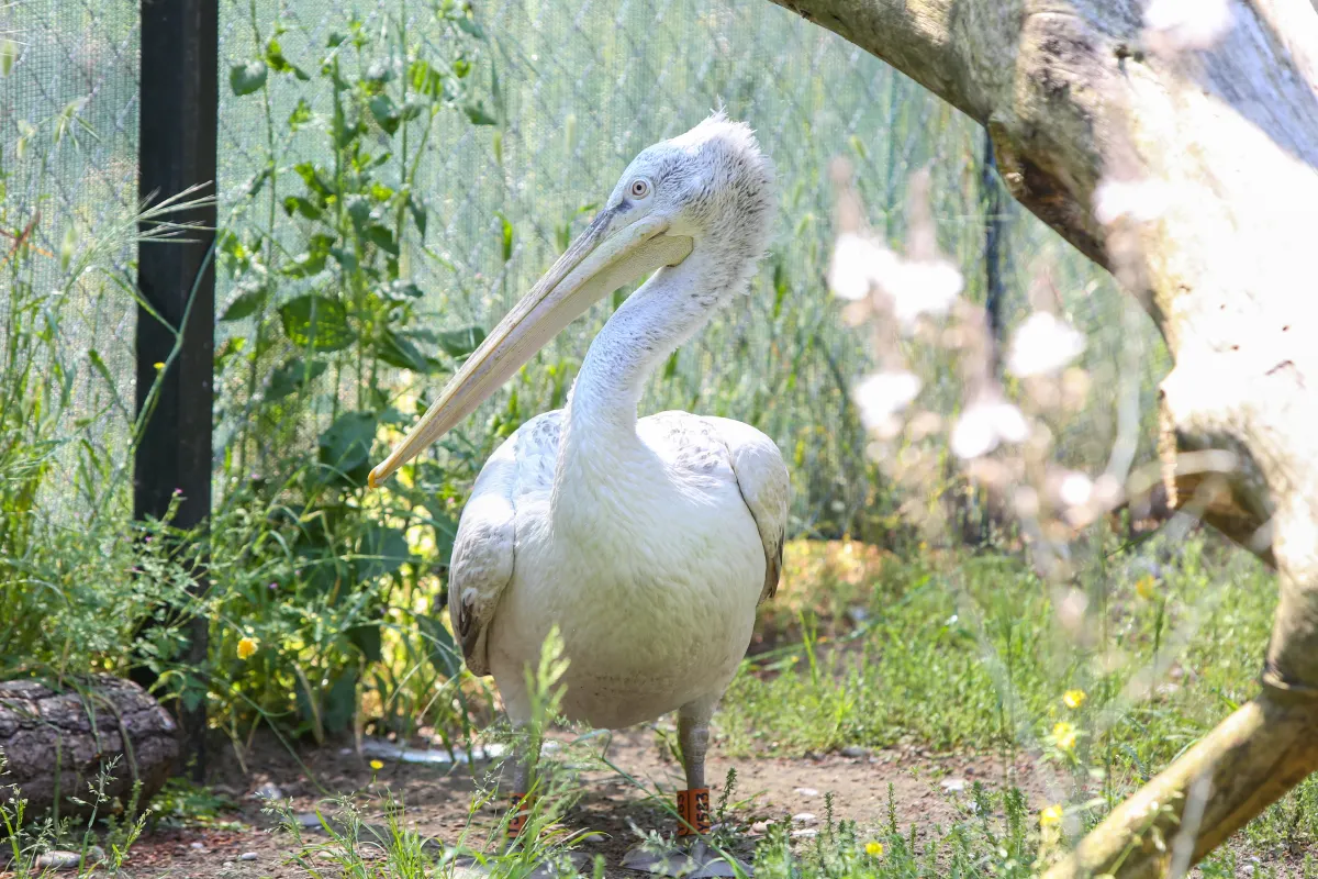 Albania's Hidden Flamingo Paradise: Discover Karavasta Lagoon, the Pink Jewel of the Adriatic