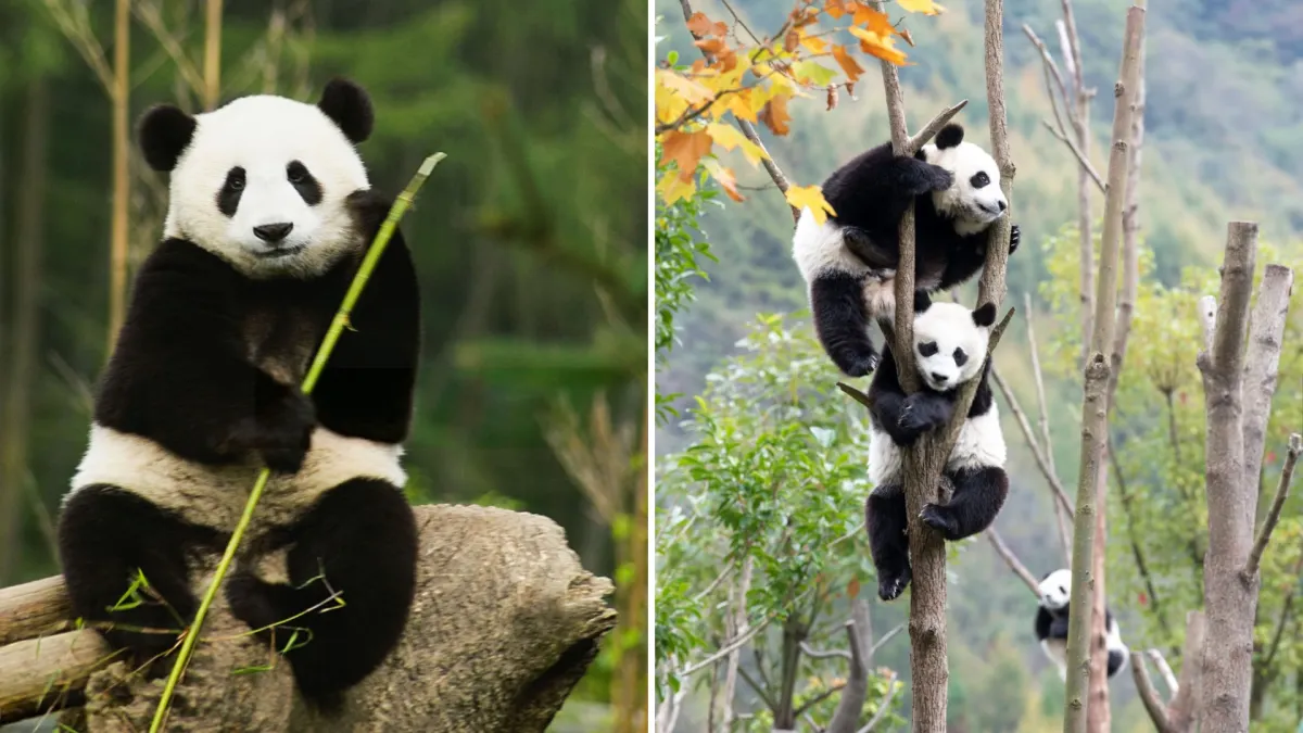 Why Are Giant Pandas So Bad at Being Bears?