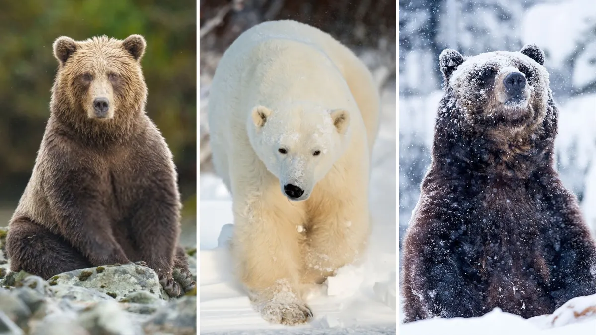 Why Pandas Are Unlike Any Other Bear