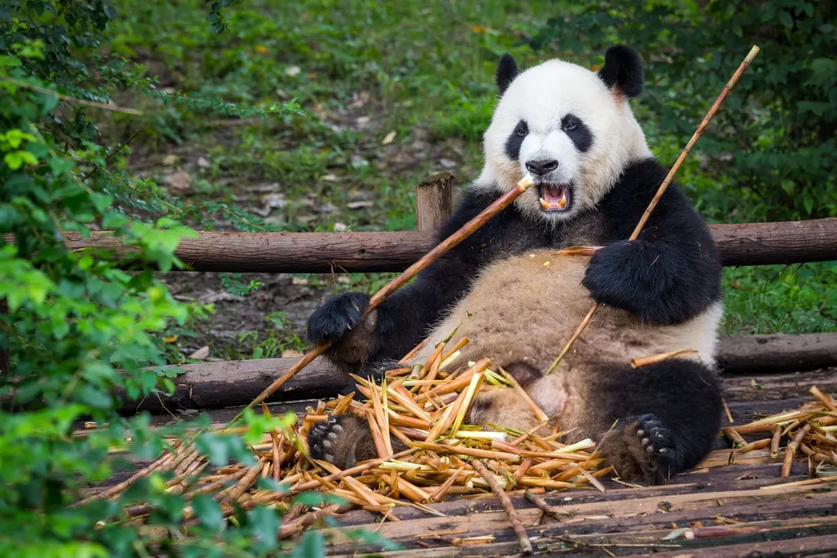 A Carnivore Trapped Inside a Herbivore's Lifestyle