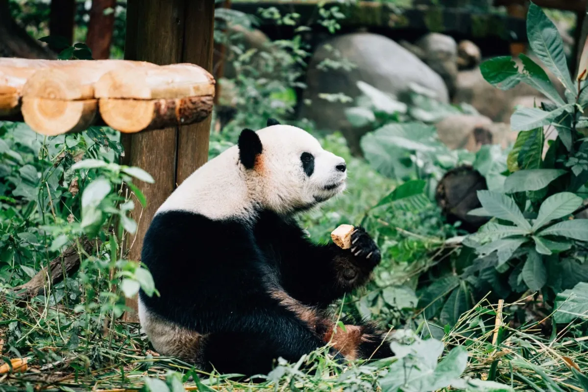 Why Did Pandas Stop Eating Meat?