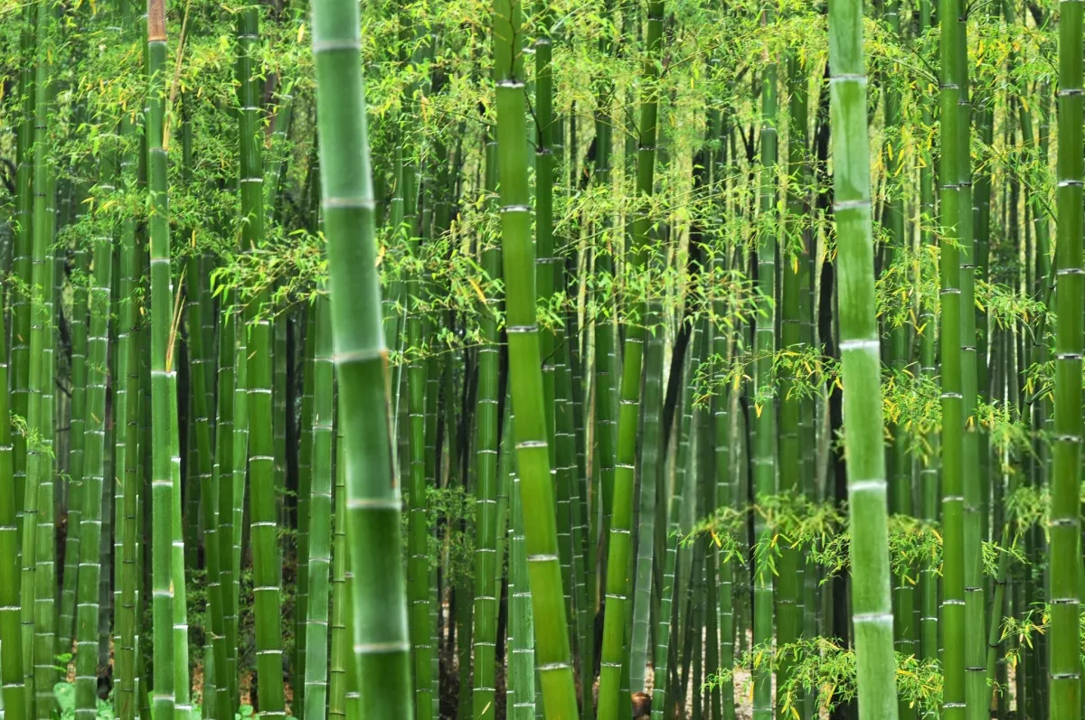 Why Bamboo Is One of the Worst Foods a Large Mammal Can Eat