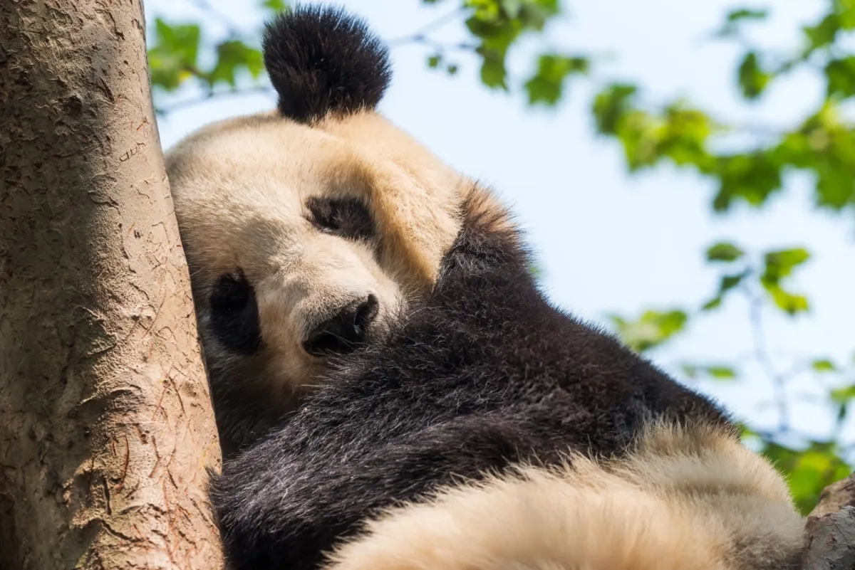 The Miserable Evolution of Giant Pandas: How Nature's Most Beloved Bear Became Its Most Fragile Survivor