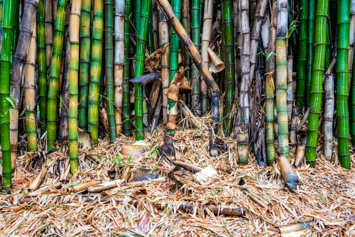 The Hidden Chemical Defense Inside Bamboo