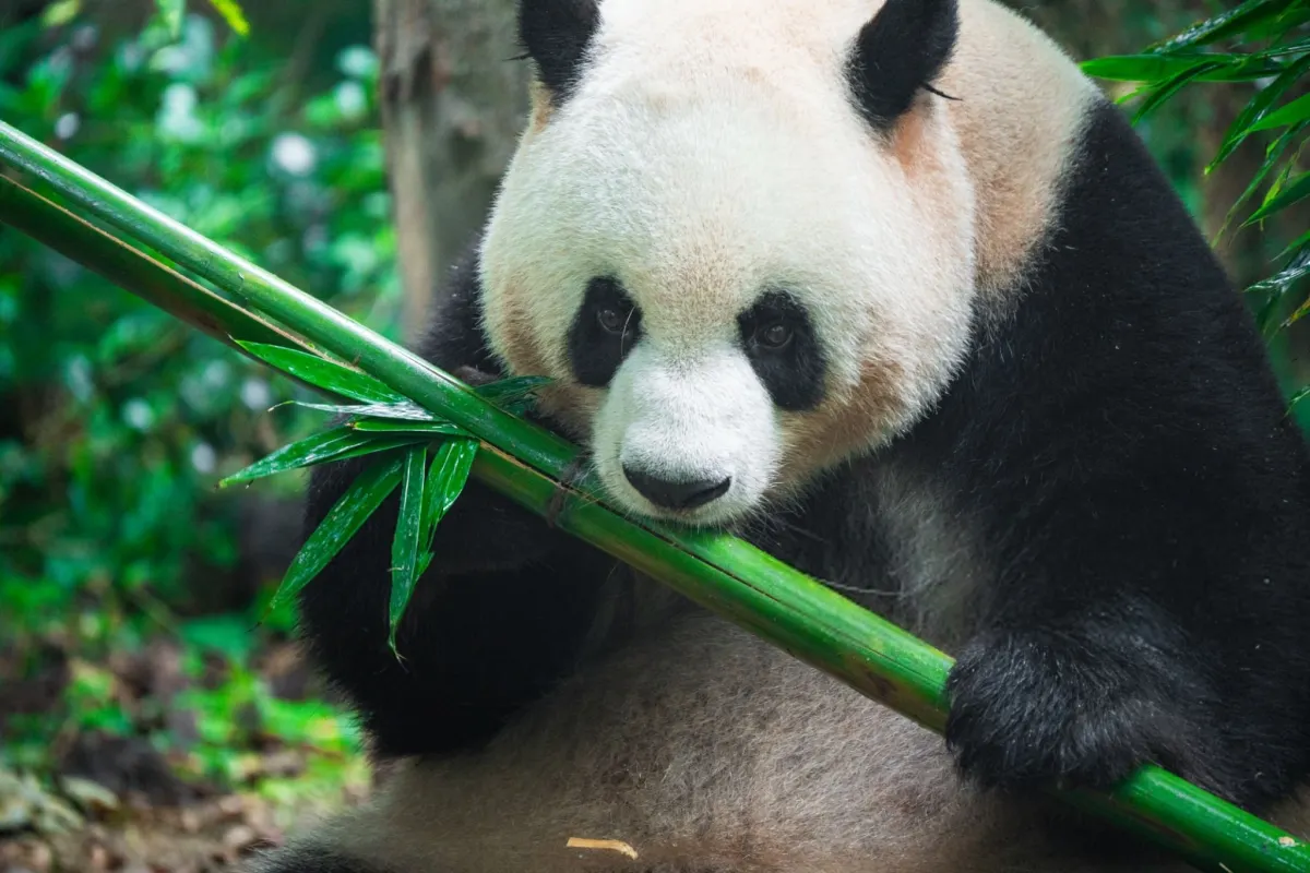 Why Giant Pandas Never Hibernate