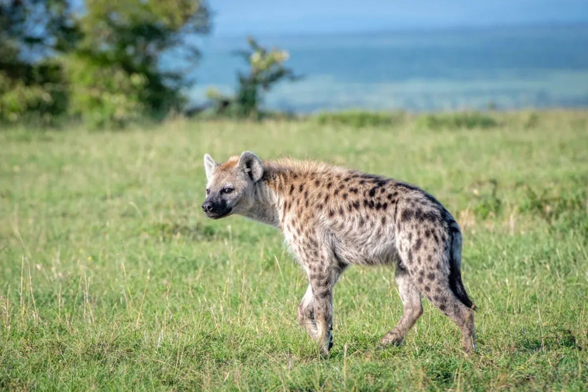 Hyena — The Bone Crusher That Refuses to Waste Anything