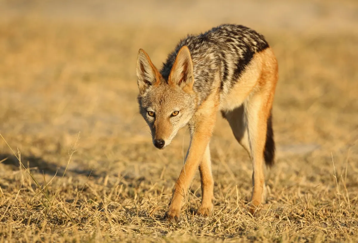 https://www.gettyimages.ae/detail/photo/black-backed-jackal-full-body-royalty-free-image/1016815800?phrase=Jackal&searchscope=image%2Cfilm