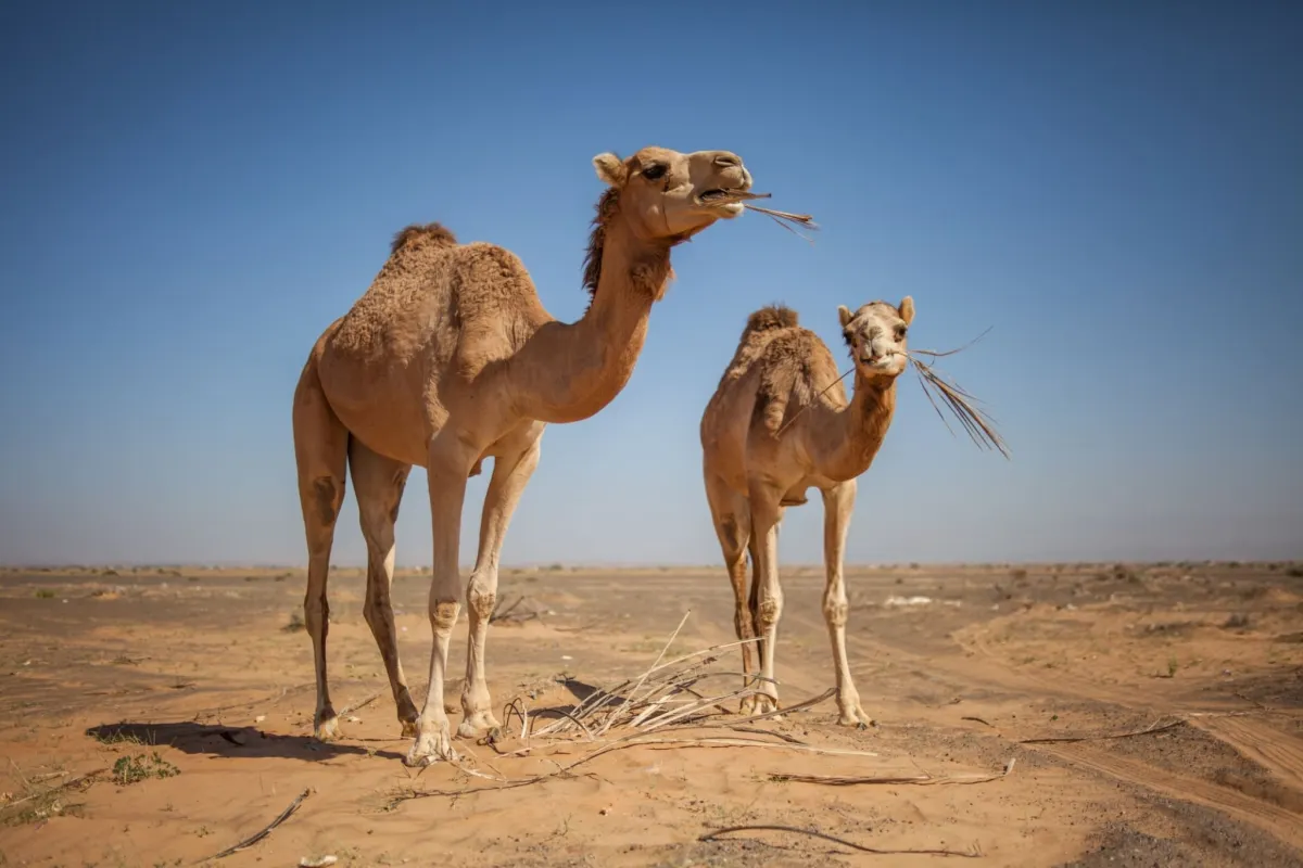 Camel — The Desert Survivor That Never Gives Up