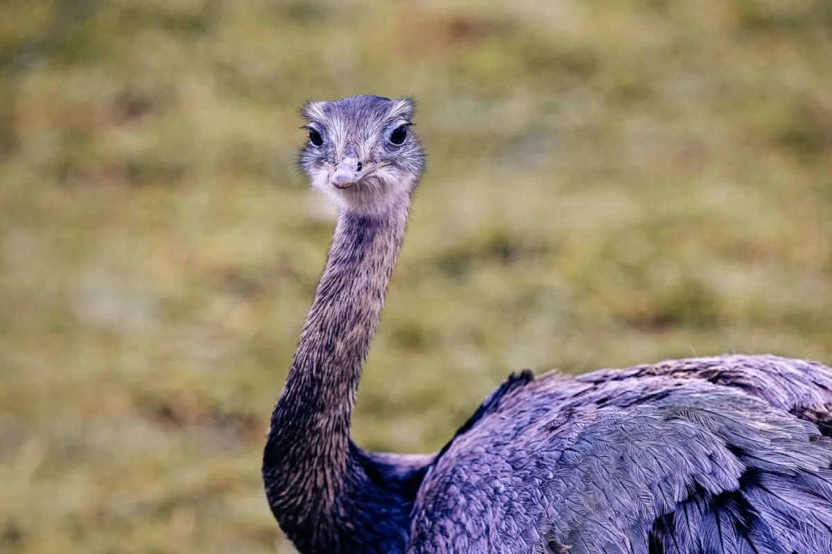 https://www.gettyimages.ae/detail/photo/emu-royalty-free-image/2203743055?phrase=Emu&searchscope=image%2Cfilm