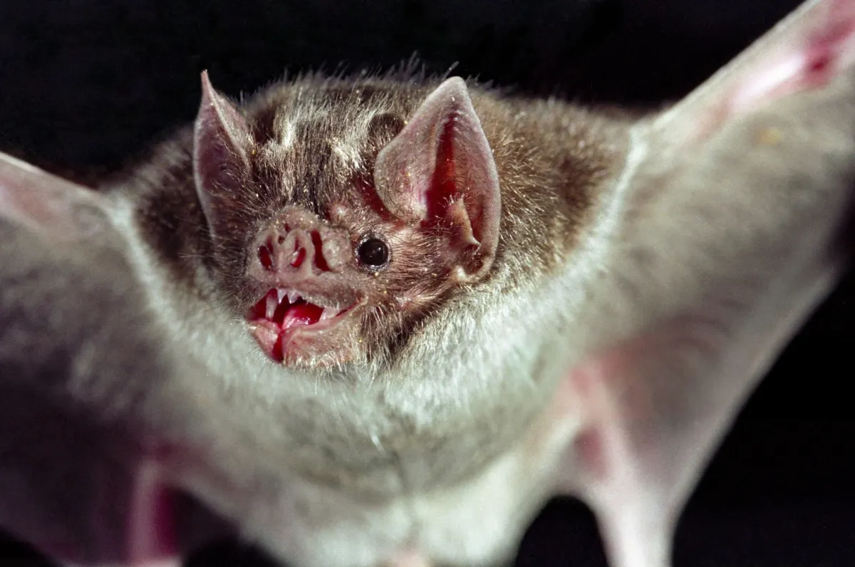Vampire Bat — Nature's Silent Blood Thief