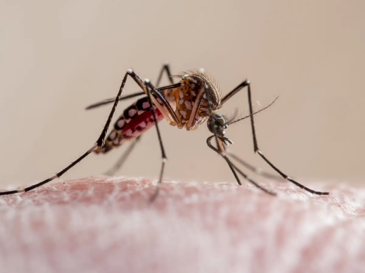 Mosquito