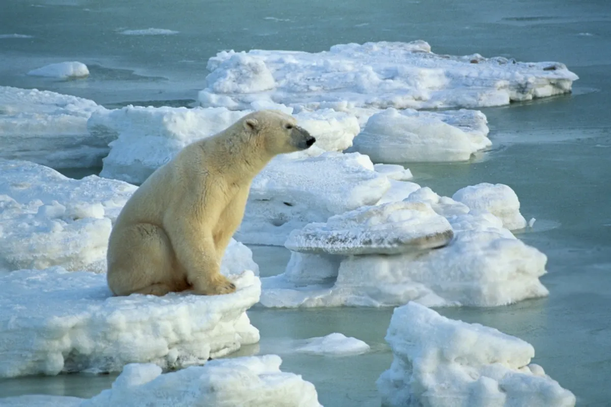 Polar Bear — Arctic Apex Predator