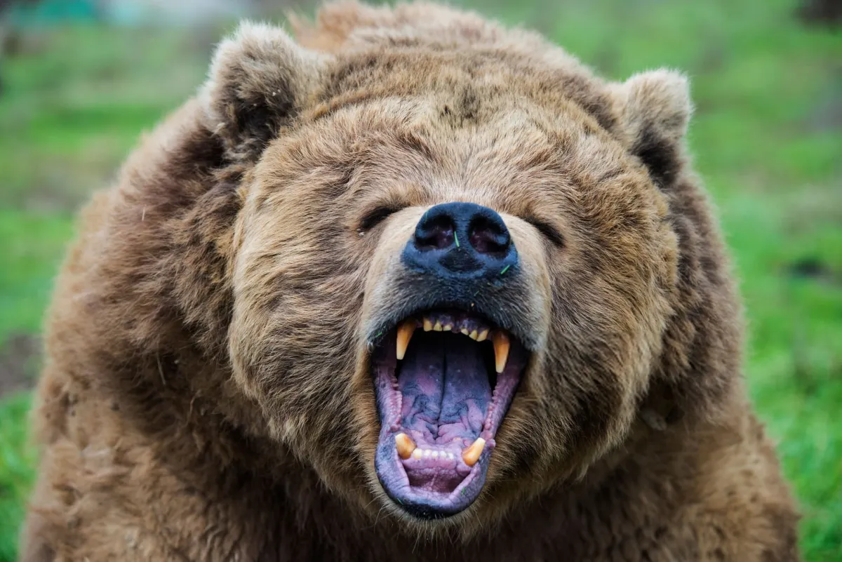 Grizzly Bear — The Ultimate Omnivore