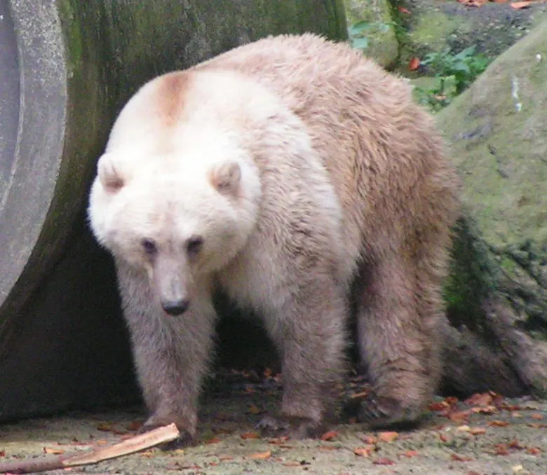 Pizzly Bear — Nature's New Super Predator