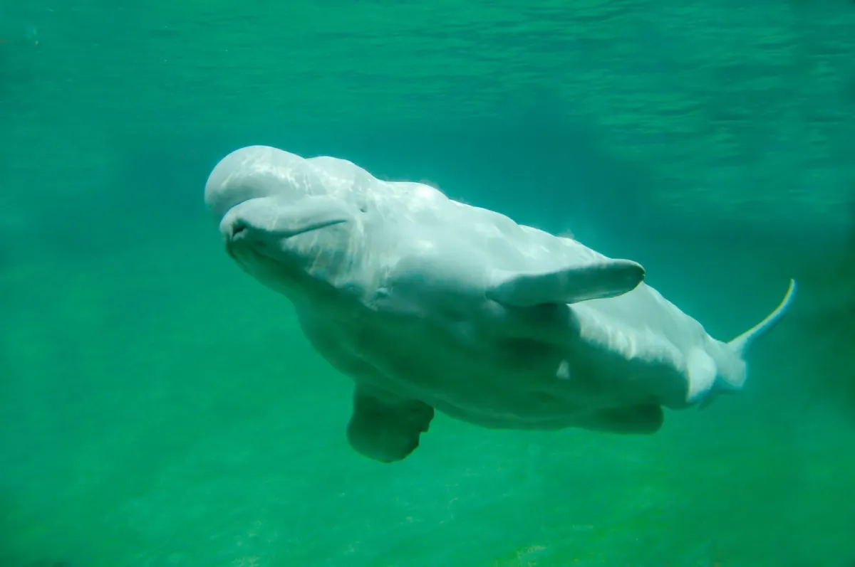 Beluga Whale