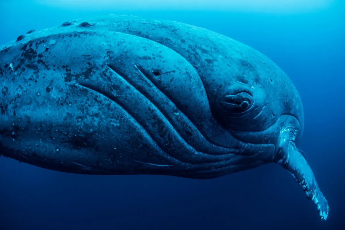 Narwhal — The Unicorn of the Sea