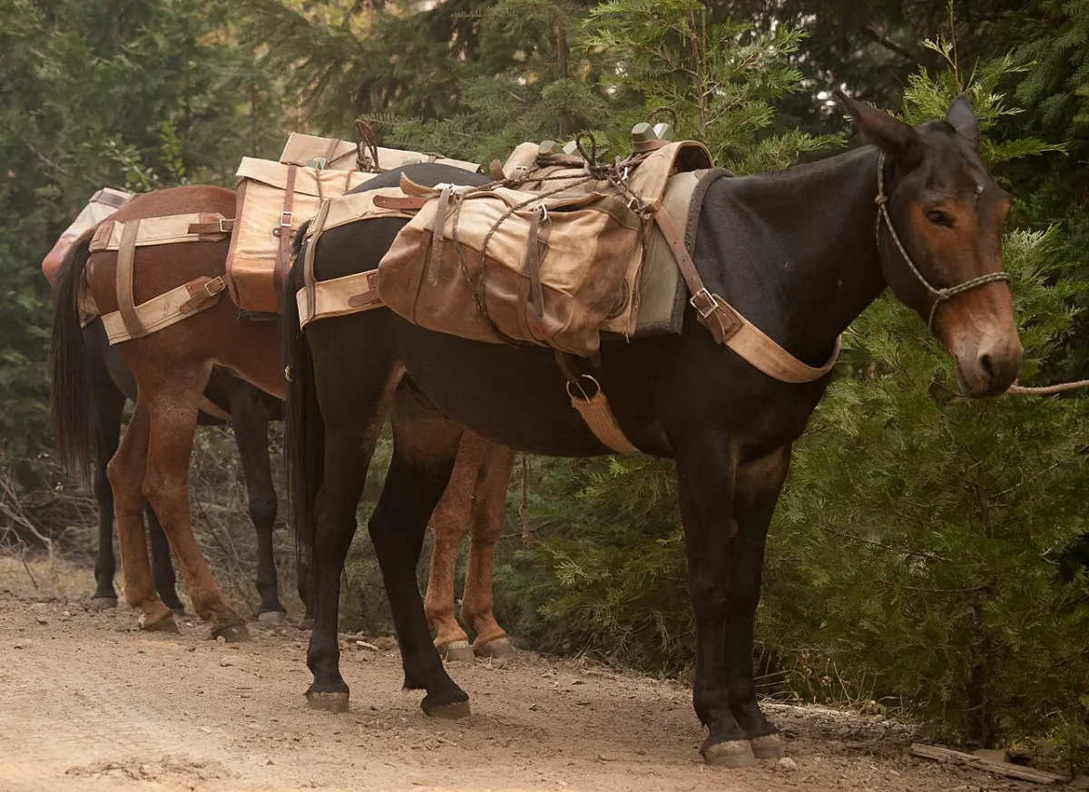 Mule — Strength Without a Future