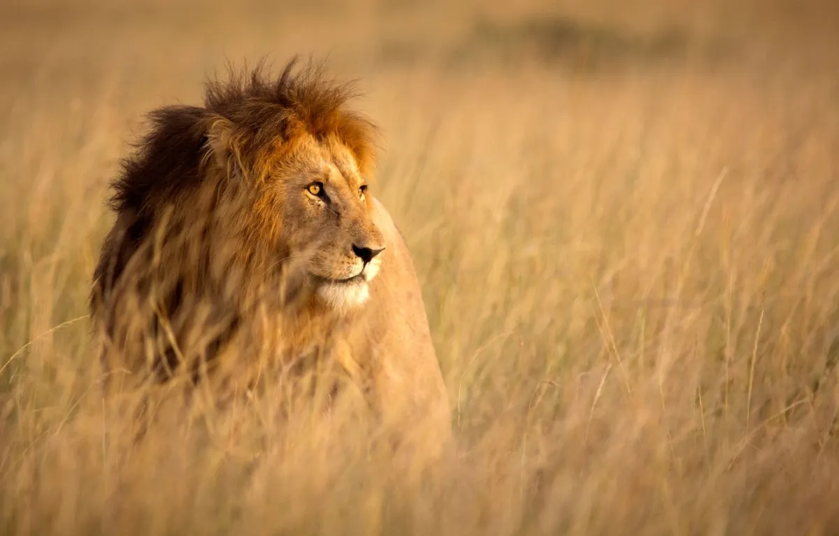 Lion — Africa