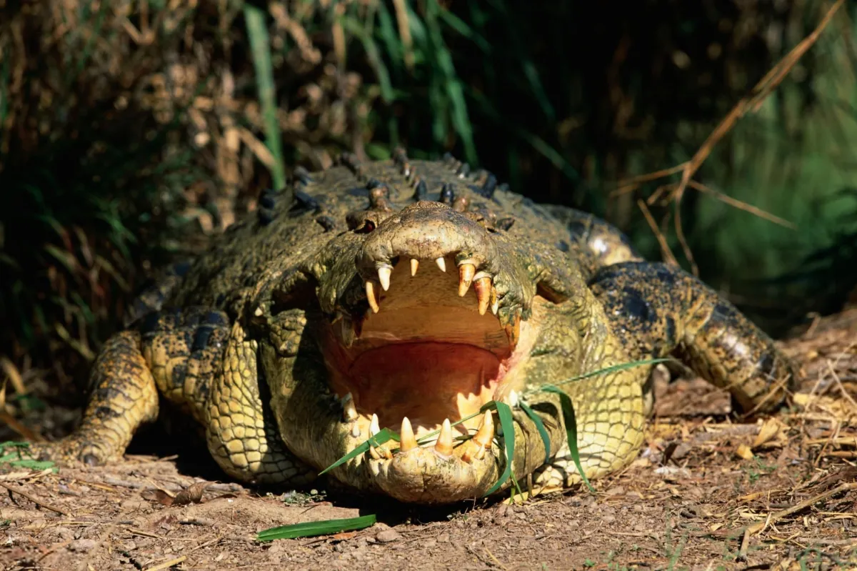Saltwater Crocodile