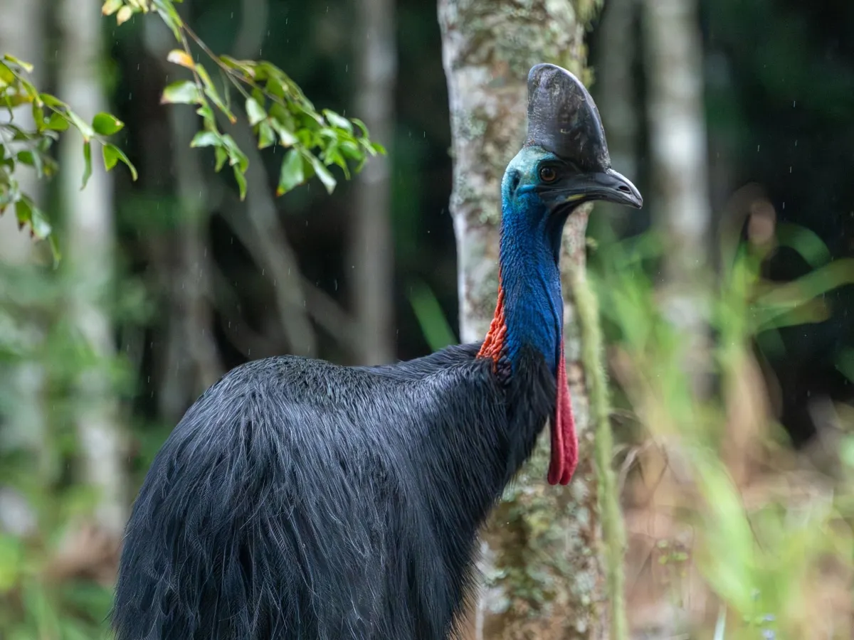 Cassowary