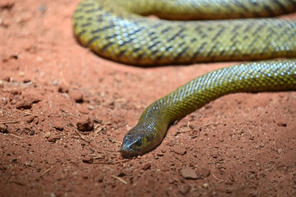 Inland Taipan