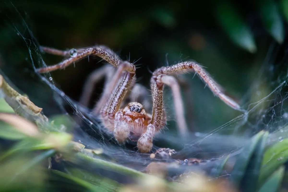 Funnel-Web Spider — Australia's Eight-Legged Nightmare
