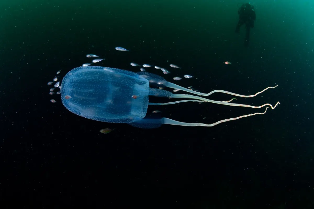 Box Jellyfish — Invisible Killer