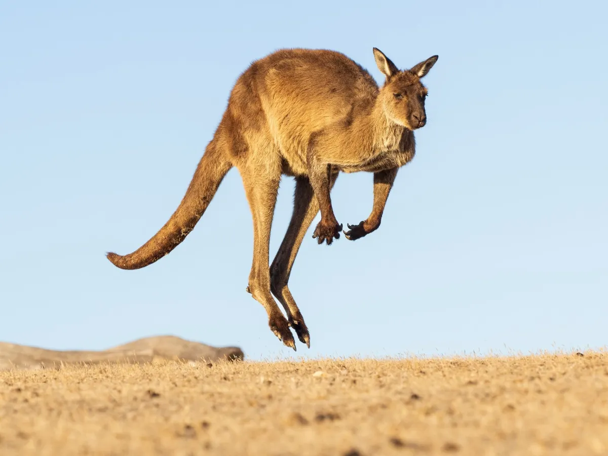 Kangaroo