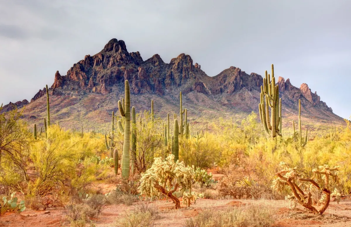 Ironwood Forest National Monument