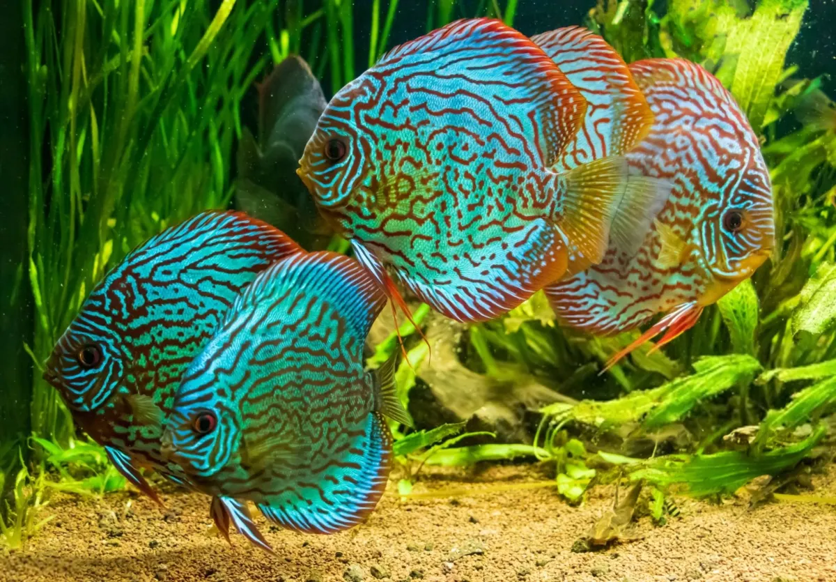 New Species Are Still Being Discovered