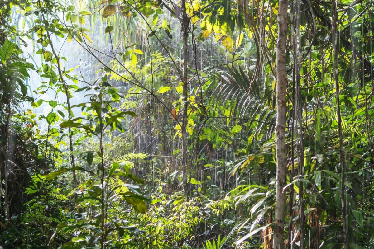 rainy amazon