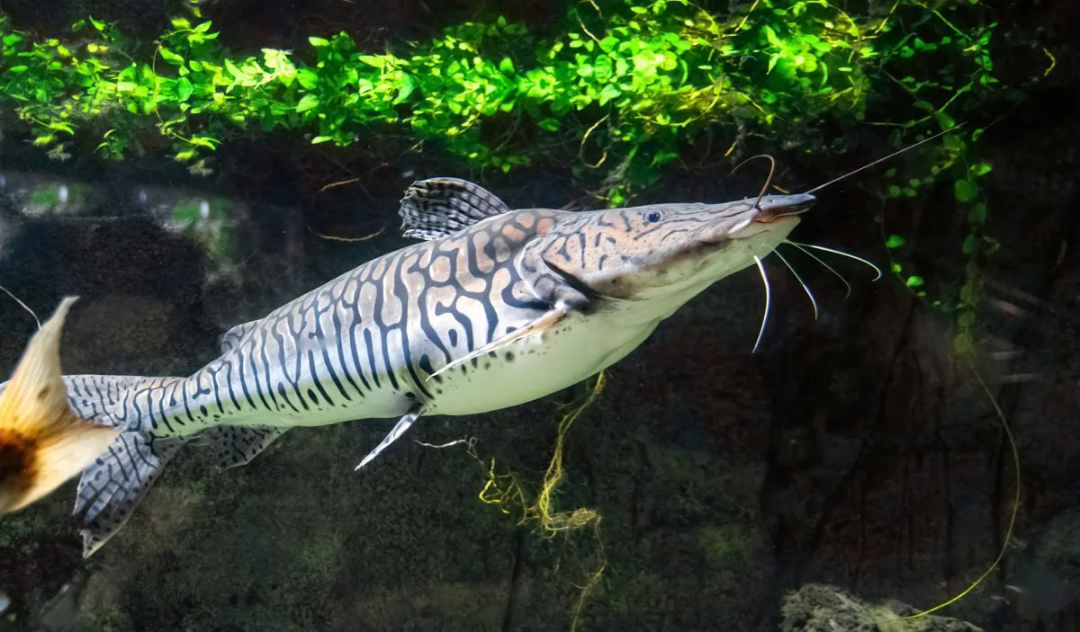 Parts of the Forest Spend Months Underwater