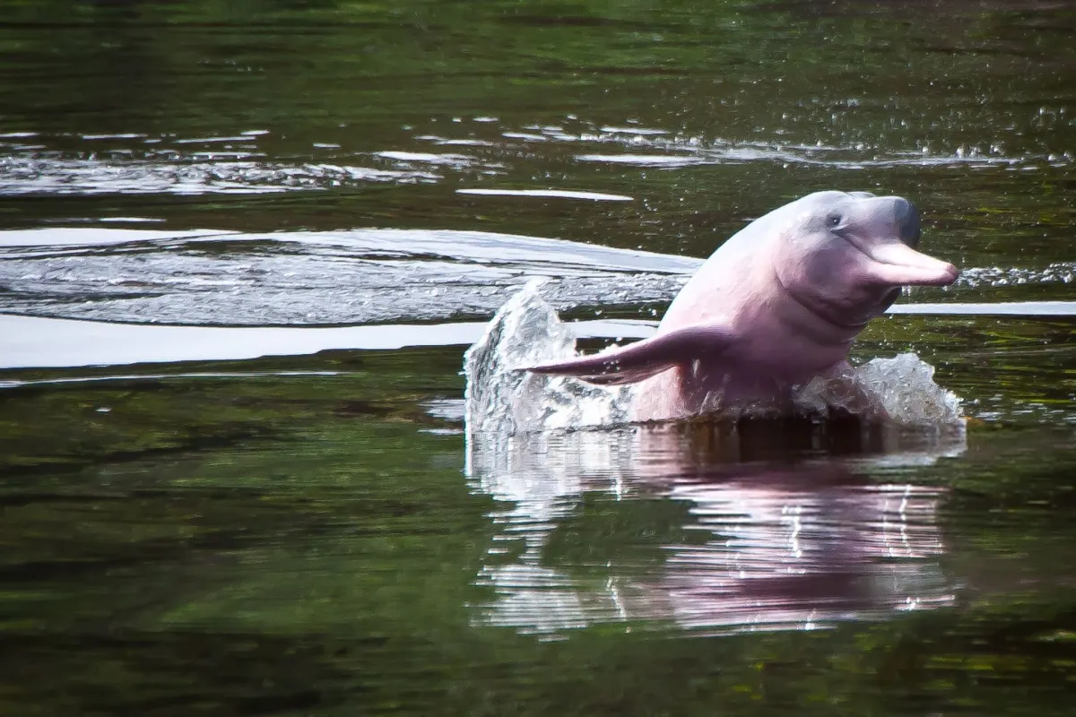 amazon Pink River Dolphins