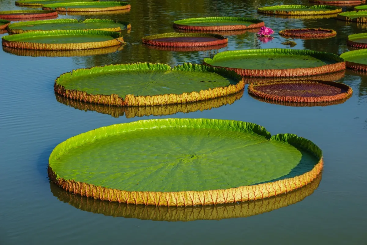 Giant Water Lilies Can Hold a Child's Weight