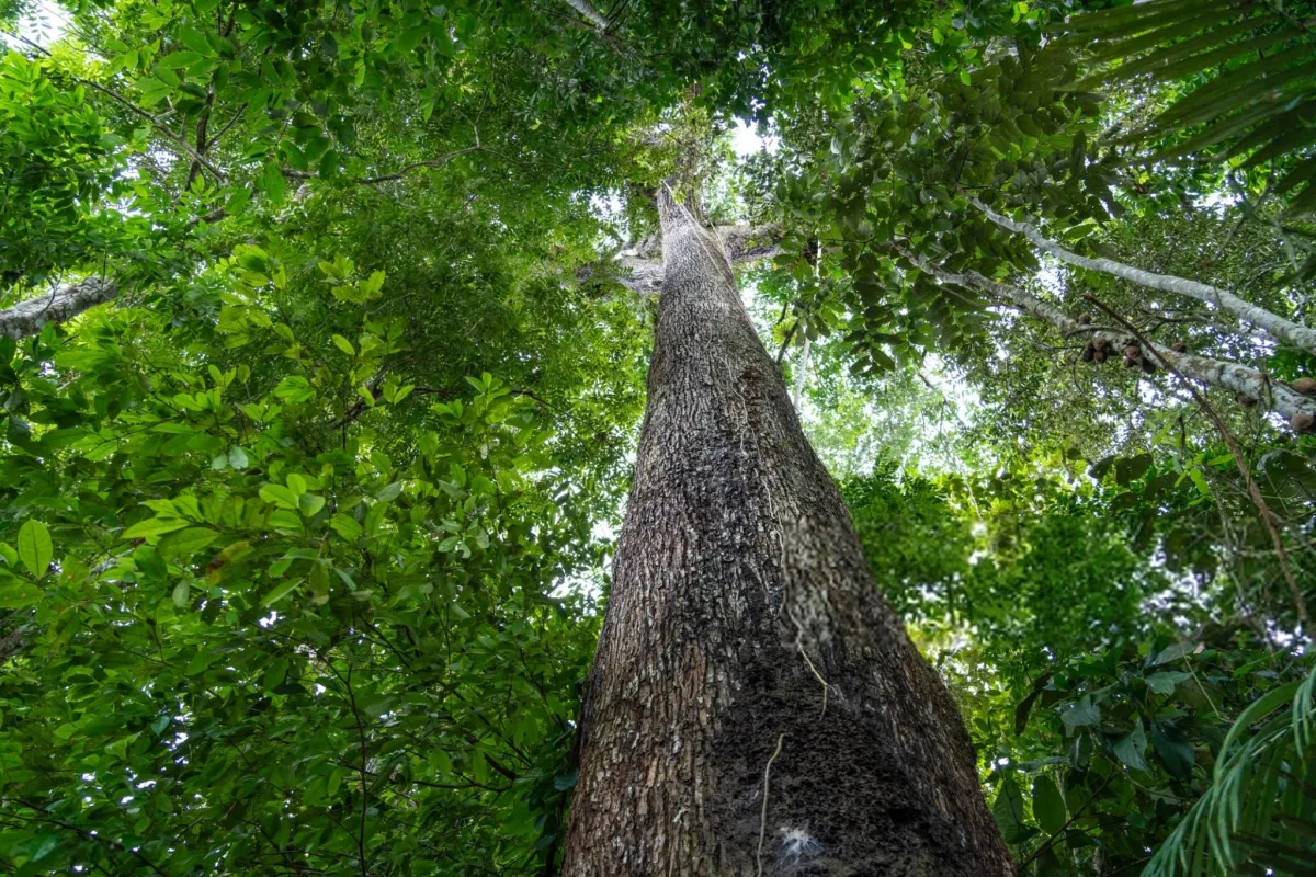 Some Trees Grow Taller Than a 20-Story Building